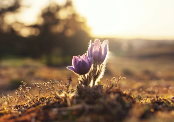 我慢の仕事を抱え続け気力が削られていく切なさ